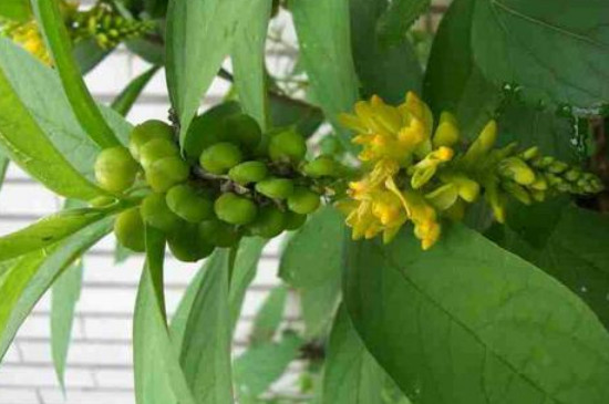 山桂花什么时候开花