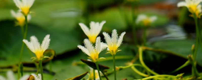 金银莲花的花开几小时