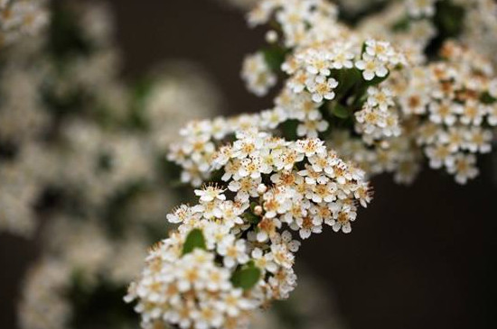 清明花的花语