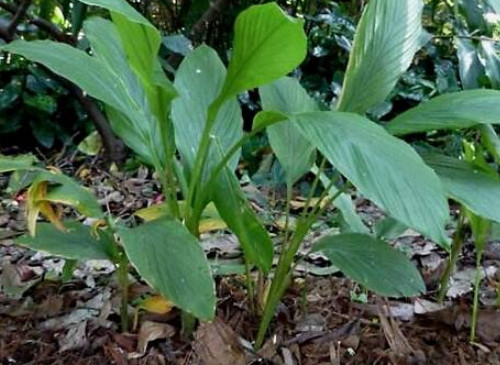 多年生植物抗旱防冻措施