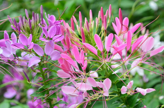 醉蝶花花语和寓意