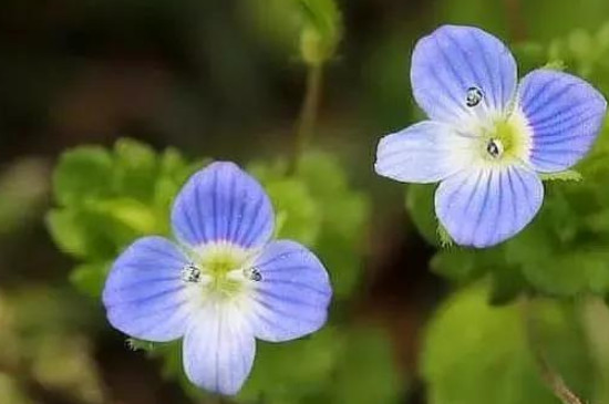 婆婆纳的花语