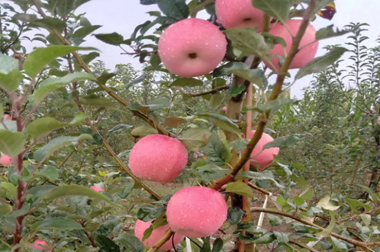 响富苹果苗品种介绍