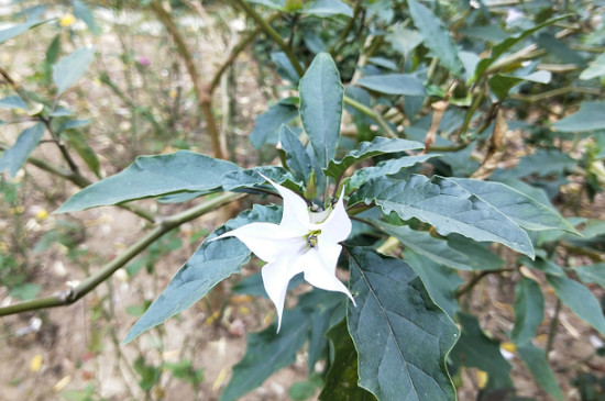 禾本科植物的主要特征