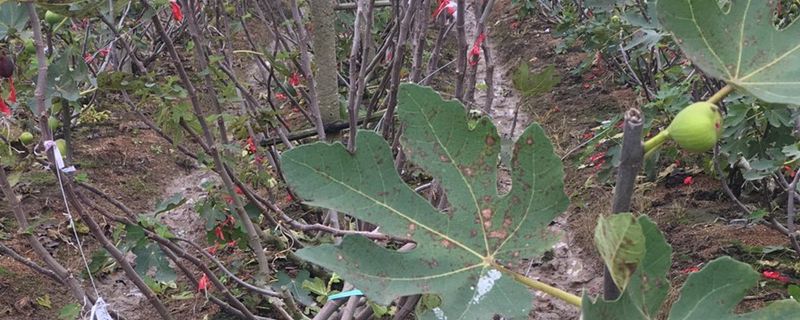 无花果移栽后不发芽怎么回事