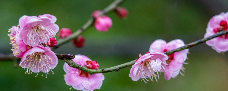 红梅几月开花