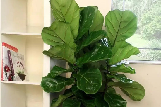 琴叶榕多久浇一次水