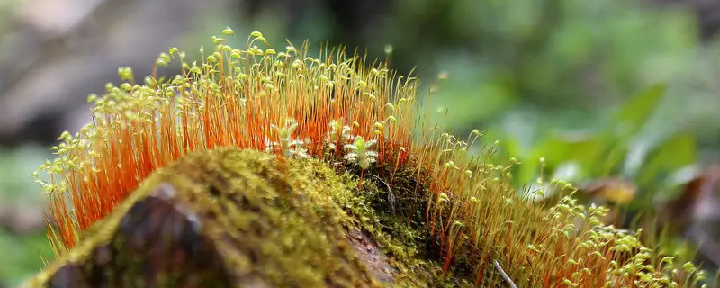 苔藓植物长不高是因为什么