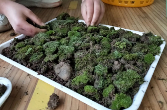 苔藓植物长不高是因为什么