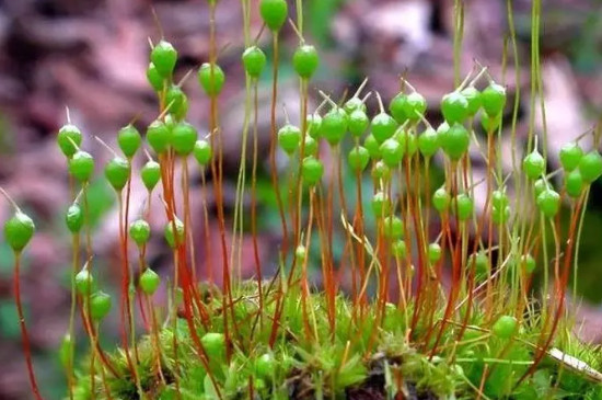 苔藓植物长不高是因为什么