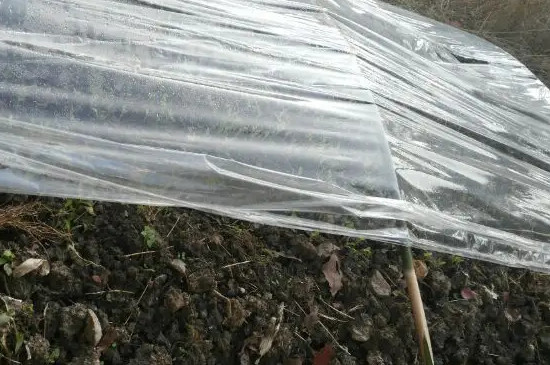 香菜怎么种