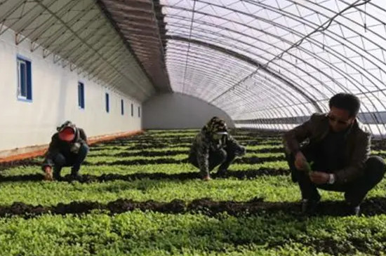 香菜怎么种
