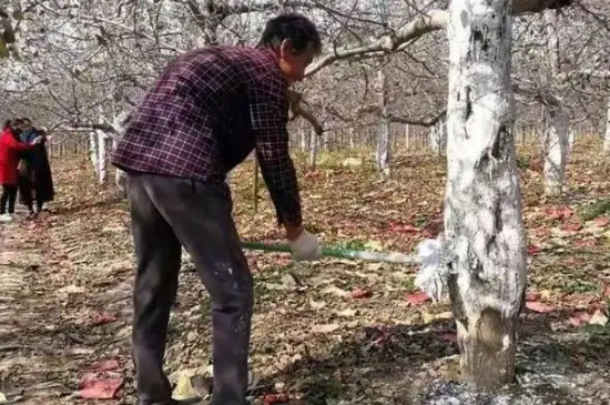 瑞雪苹果品种介绍