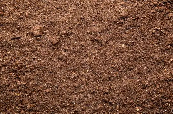 沉香楠木要多少年成材