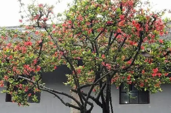 庭院适合种植什么树