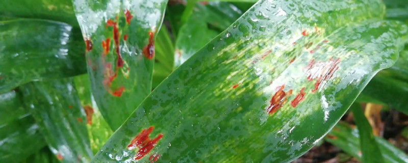 植物细菌性的病害包括有哪些