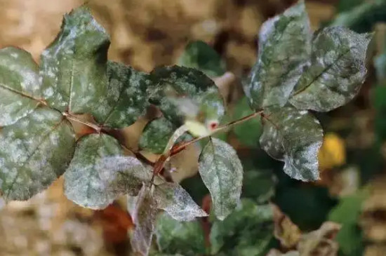 植物细菌性的病害包括有哪些