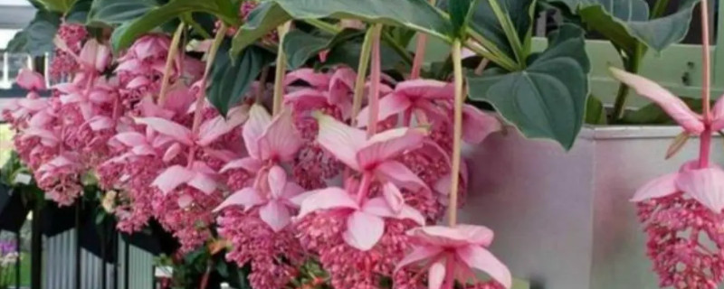 宝莲灯怎么养