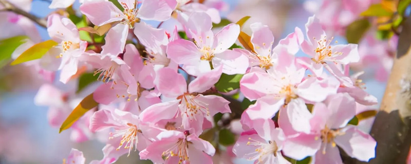 海棠花什么季节开花