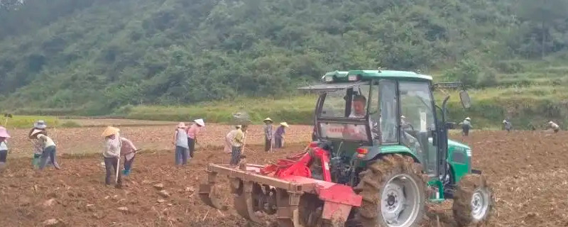 蚕豆种植时间和方法