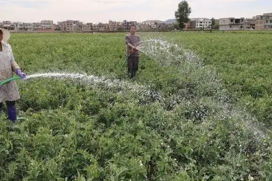 蚕豆种植时间和方法