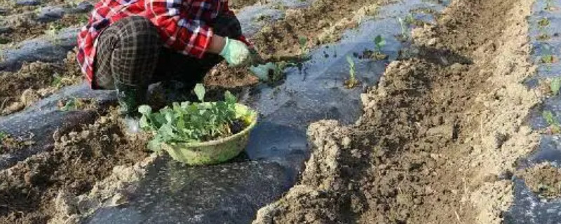 西兰花种植时间和方法