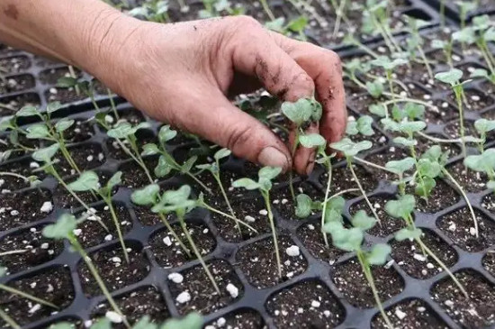 西兰花种植时间和方法