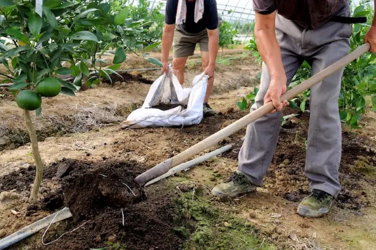 柑橘是由根茎叶花和果实组成的吗