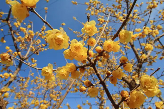 黄色的梅花是什么梅