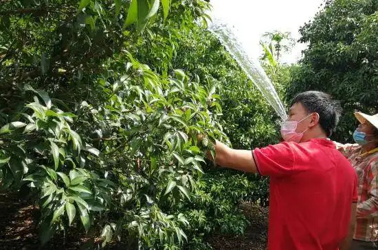 桂味荔枝怎样管理才可年年挂果