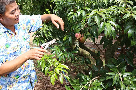 桂味荔枝怎样管理才可年年挂果