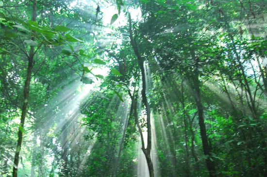 热带雨林的植被特征