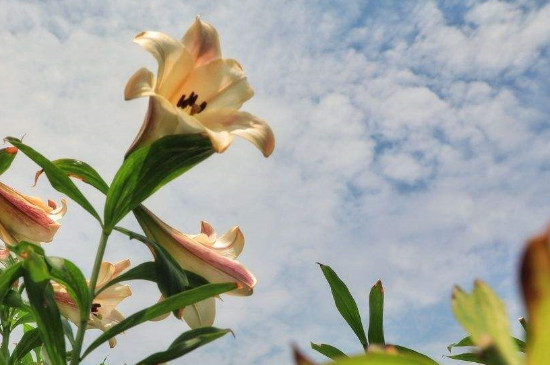 九朵百合花代表什么意思