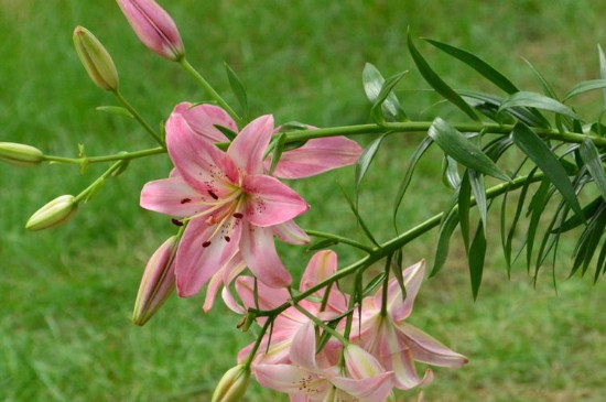 九朵百合花代表什么意思