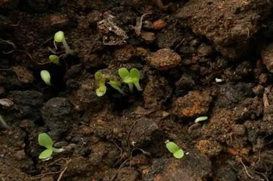 球生菜的种植方法和时间