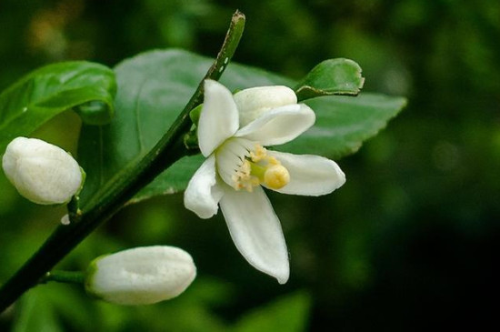 橘子花的花语和寓意