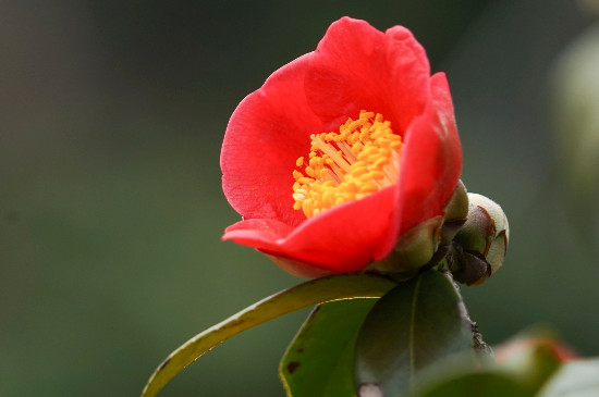 山茶花几月份开花