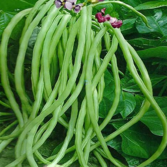 适合秋天种植的5种蔬菜,快来看看