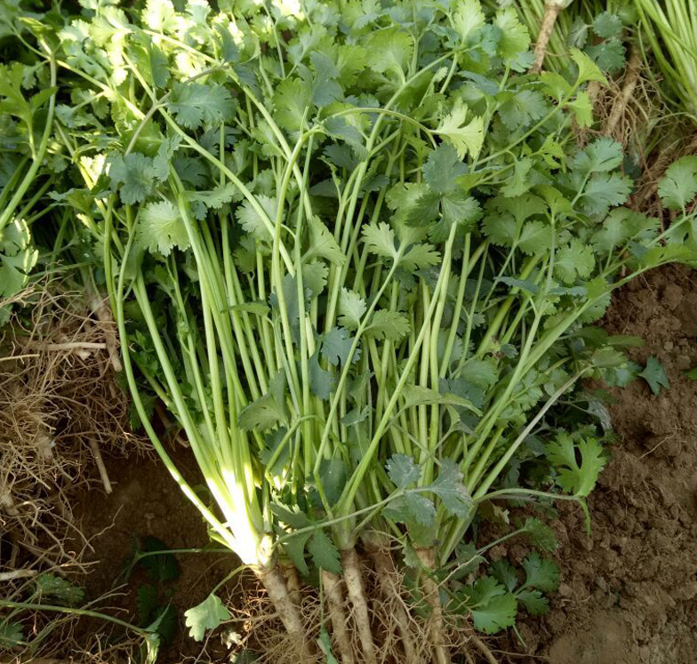 适合秋天种植的5种蔬菜,快来看看