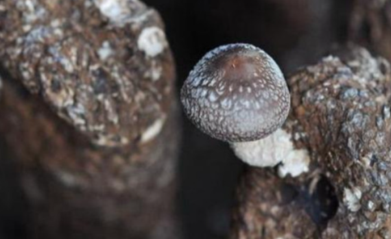 香菇出现畸形如何去防治?