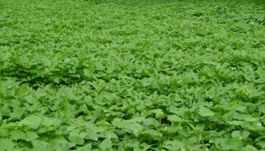 芒种后可以种什么菜?
