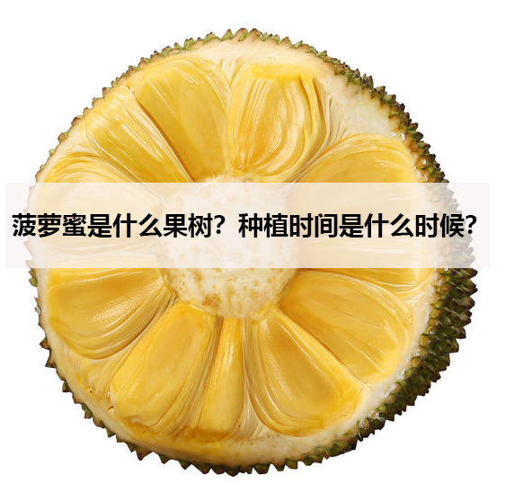 菠萝蜜是什么果树?种植时间是什么时候?