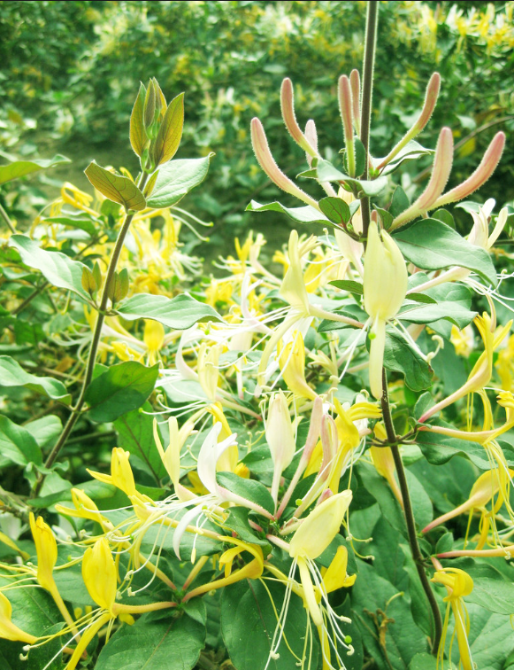 种植金银花四季该如何施肥?