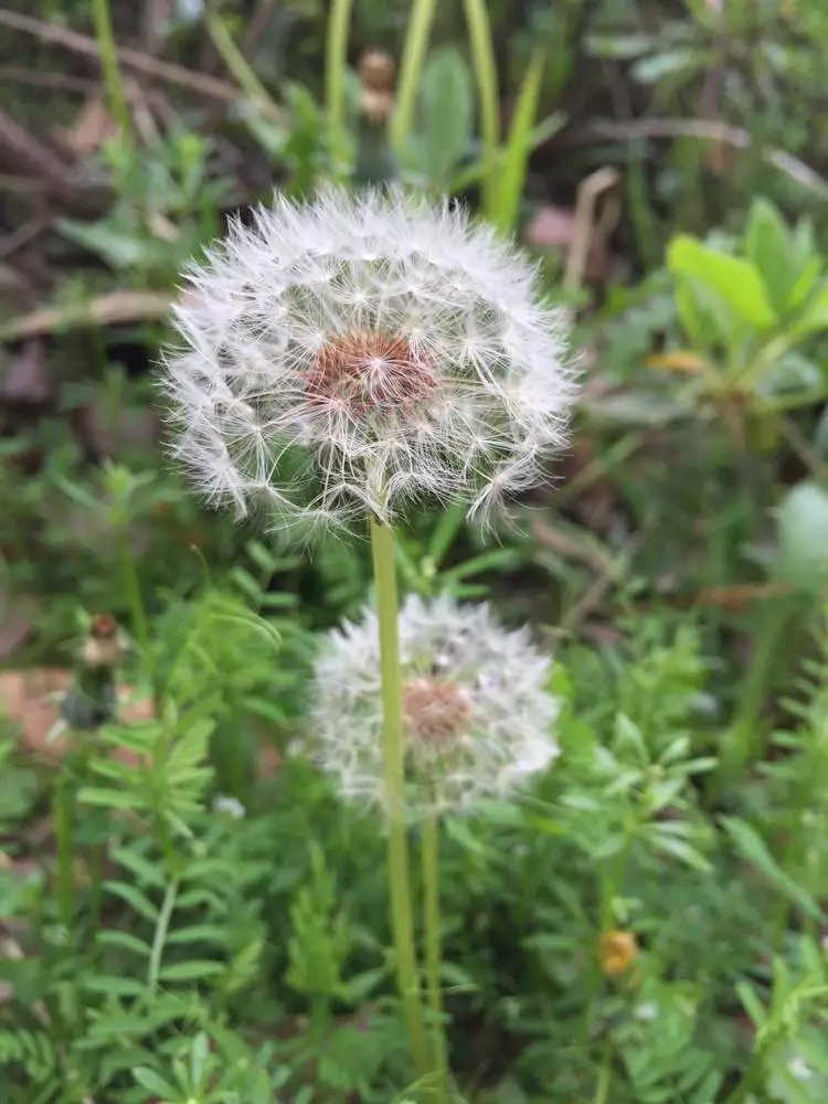 蒲公英的花是两性花吗?它有什寓意?