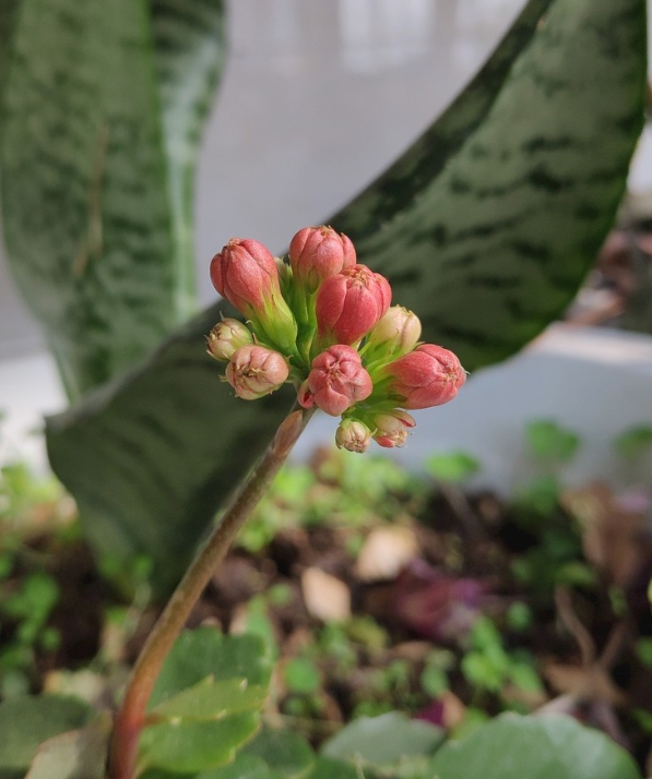 红色绒毛花苞的植物有哪些?