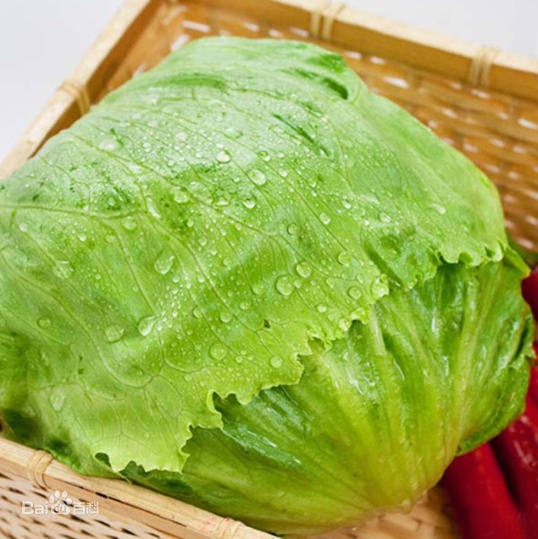 圆球生菜又叫什么菜?它的营养价值有哪些?