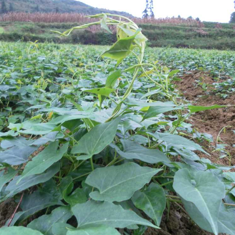 何首乌的花期和果期是几月?