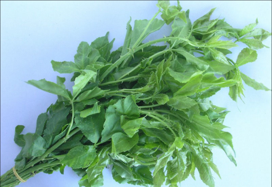 刺五加菜是什么菜?该怎样种植 - 刺五加菜种植知识科普