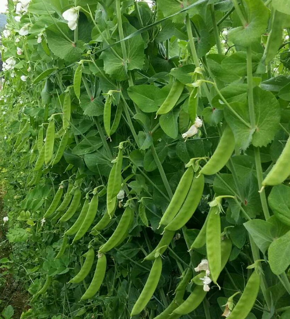 荷兰豆在采收过程中要注意些什么?