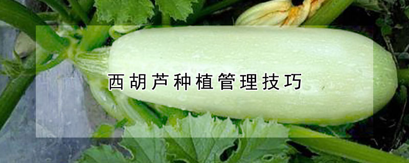 西胡芦种植管理技巧